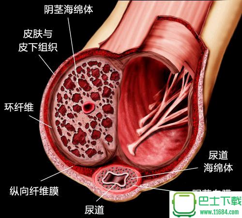 给壮阳菜单打假，韭菜君帮不到你小弟弟