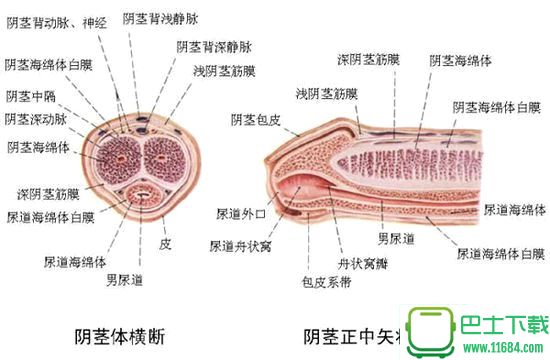 给壮阳菜单打假，韭菜君帮不到你小弟弟