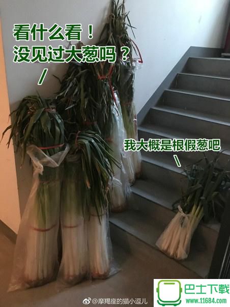 山东章丘大葱QQ表情包 高清无水印