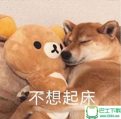 柴犬不想起床表情包下载